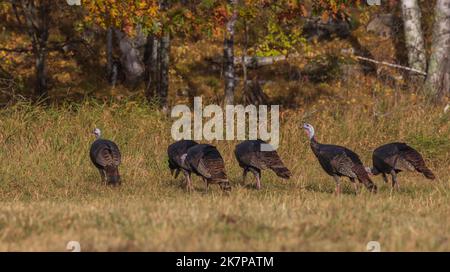 Tom tacchini in Wisconsin settentrionale. Foto Stock