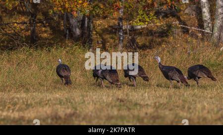 Tom tacchini in Wisconsin settentrionale. Foto Stock