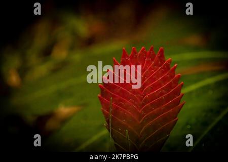 Grande foglia tropicale rossa con sfondo verde scuro in serata fresca d'autunno Foto Stock