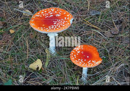 Autunno tempo significa toadstools con un cappuccio rosso nel bosco. Il mosca velenoso agarico o amanita mosca Foto Stock