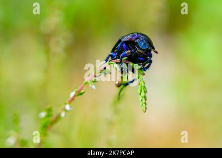 Il coleottero di Dor, specie di coleottero di terra, Anoplotrupe stercorosus, strisciato su un filo d'erba, fuoco selettivo Foto Stock