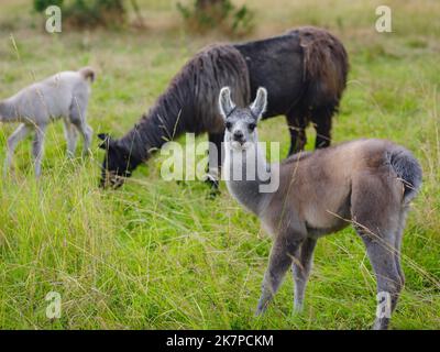 Bella scena fattoria all'alba con gruppo di alpaca grigia, marrone e nera a piedi e pascolo su collina erbosa retroilluminata al sorgere del sole con alberi in backgroun Foto Stock