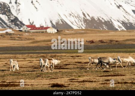 Mandria di renne selvatiche nei pressi di Hvalnes, Fiordi orientali, Islanda Foto Stock