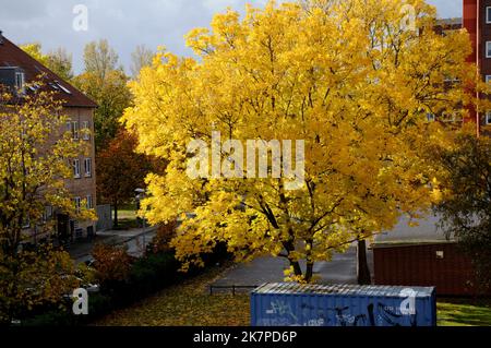 Kastrup/Copenhagen /Danimarca/18 ottobre 2022/tempo autunnale foglie di albero giallo e contenitore di riposo blu fr lavoratori a Kastrup. (Foto: Francis Dean/Dean Pictures. Foto Stock