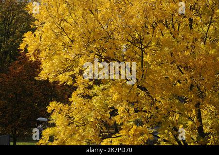 Kastrup/Copenhagen /Danimarca/18 ottobre 2022/tempo autunnale foglie di albero giallo e contenitore di riposo blu fr lavoratori a Kastrup. (Foto: Francis Dean/Dean Pictures. Foto Stock