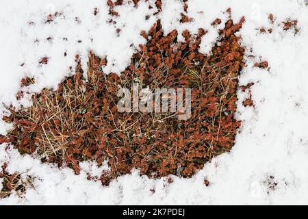 Pianta di mirtilli neri (Empetrum nigrum) e licheni in una zona priva di neve, Parco Nazionale Vatnajokull, Iceland.jpg Foto Stock