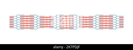 Progettazione scientifica di sarcomere. Unità strutturale e funzionale del muscolo. Simboli colorati. Illustrazione vettoriale. Illustrazione Vettoriale