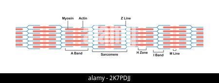 Progettazione scientifica di sarcomere. Unità strutturale e funzionale del muscolo. Simboli colorati. Illustrazione vettoriale. Illustrazione Vettoriale