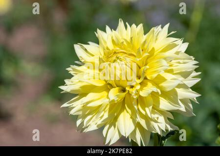 Primo piano di un canarino fubuki dahlia in fiore Foto Stock