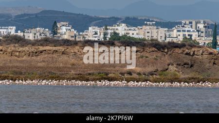 Centinaia di Flamingos maggiori (Phoenicopterus roseus) sul Lago Salato di Larnaca, Larnaca, Cipro Foto Stock