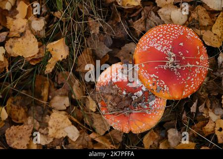 Due agarici mosca crescono fianco a fianco nella foresta autunnale tra foglie gialle cadute. Vista dall'alto. Amanita muscaria Macro foto. Concetto di ambiente e. Foto Stock