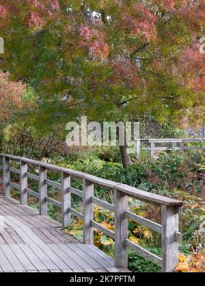 Colori autunnali nel Giardino Robinson a RHS Hyde Hall, vicino a Chelmsford, Essex UK. Foto Stock