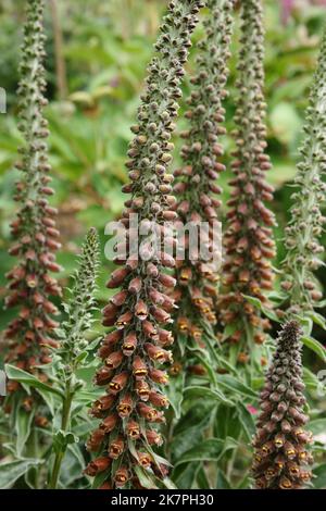 Guanto di volpe (Digitalis parviflora 'Chocolate') in giardino. Foto Stock