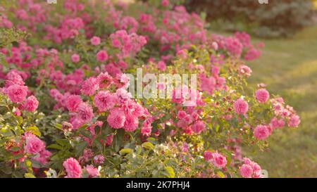 Belle rose rosa in città. Sfondo naturale, grande infiorescenza di rose su un cespuglio. Primo piano. Luce serale. Foto Stock