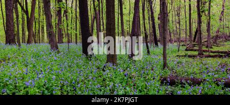 Virginia Bluebells (Mertensia verginica) tappezzano il pavimento della foresta in primavera in una riserva naturale boschi nella contea di Will, Illinois Foto Stock