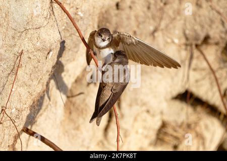 Sabbia martins (Riparia Riparia) lungo dune di sabbia dove la colonia nidificare. Baie du mont Saint Michel, Manica, Normandie, Francia. Foto Stock