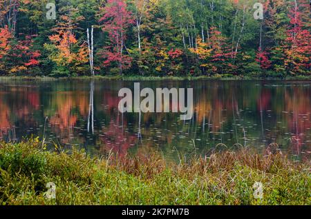 I colori autunnali fiancheggiano il litorale del lago Big Island nella Hiawatha National Forest, Schoolcraft County, Michigan Foto Stock