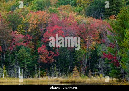 L'autunno si protrae quando i Mathles girano sulle rive del lago Council nella foresta nazionale di Hiawatha nella contea di Alger, Michigan Foto Stock