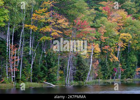 La costa del lago Council nella foresta nazionale di Hiawatha è costellata con le brunnings di colore autunnale, contea di Alger, Michigan Foto Stock