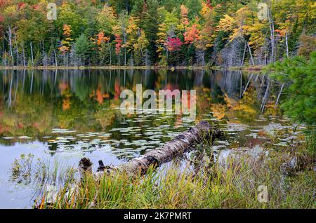 Il colore autunnale è la linea costiera del lago Red Jack nella foresta nazionale di Hiawatha, nella contea di Alger, Michigan Foto Stock