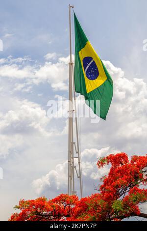 Goiânia, Goias, Brasile – 18 ottobre 2022: Bandiera brasiliana che vola con cielo nuvoloso sullo sfondo e fiori di un flamboyant (Delonix regia) fioritura Foto Stock