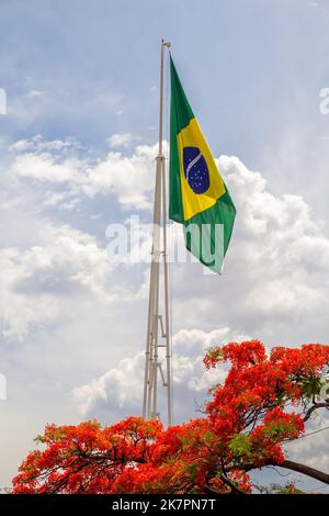 Goiânia, Goias, Brasile – 18 ottobre 2022: Bandiera brasiliana che vola con cielo nuvoloso sullo sfondo e fiori di un flamboyant (Delonix regia) fioritura Foto Stock