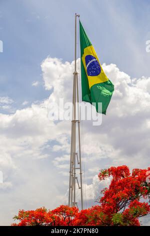 Goiânia, Goias, Brasile – 18 ottobre 2022: Bandiera brasiliana che vola con cielo nuvoloso sullo sfondo e fiori di un flamboyant (Delonix regia) fioritura Foto Stock