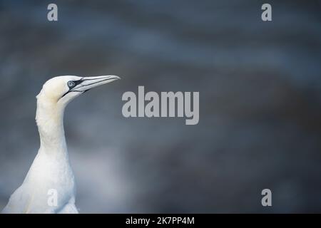 Northern Gannet Morus bassanus, un ritratto di un uccello con molt di piume in piedi sul bordo delle alte scogliere, Yorkshire, Regno Unito, agosto Foto Stock