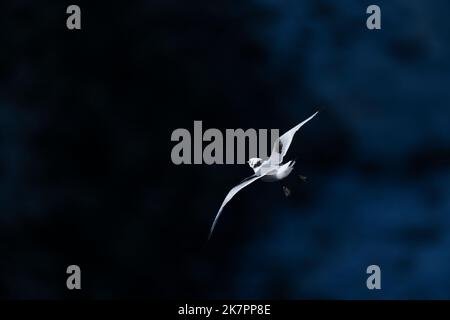 Kittiwake Rissa tridactyla, un giovane uccello piumato in volo contro enormi scogliere in ombra, Yorkshire, Regno Unito, agosto Foto Stock