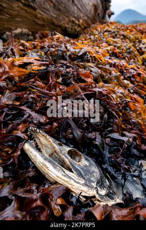 Carcassa di salmone morta dopo la riproduzione in alghe marine sul litorale - Sitka, Alaska, USA Foto Stock