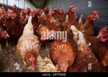 Hühner a Bodenhaltung. Foto Stock