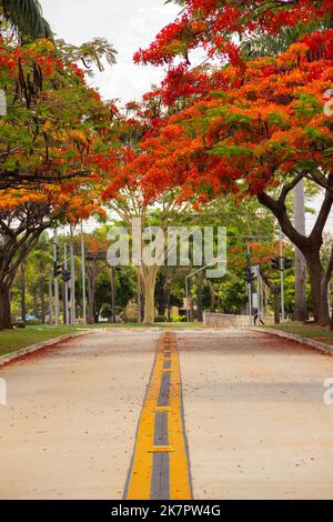 Goiânia, Goias, Brasile – 18 ottobre 2022: La navata fiammeggiante in fiore su Avenida Goiás Norte in una giornata di sole con cielo blu. (Adeen) Foto Stock