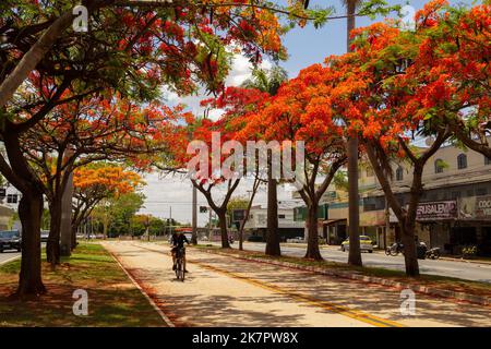 Goiânia, Goias, Brasile – 18 ottobre 2022: Un ciclista che passa attraverso la navata dei flamboyants fioriti su Avenida Goiás Norte a Goiânia. Regione di Delonix Foto Stock