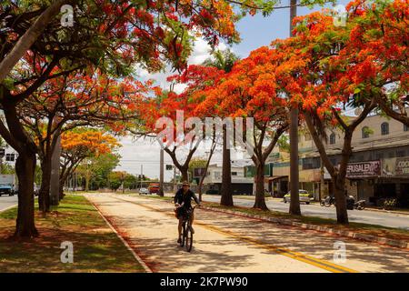 Goiânia, Goias, Brasile – 18 ottobre 2022: Un ciclista che passa attraverso la navata dei flamboyants fioriti su Avenida Goiás Norte a Goiânia. Regione di Delonix Foto Stock