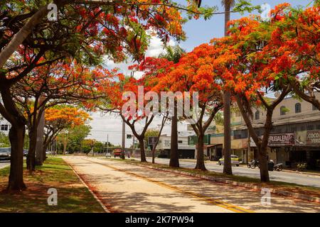 Goiânia, Goias, Brasile – 18 ottobre 2022: La navata fiammeggiante in fiore su Avenida Goiás Norte in una giornata di sole con cielo blu. (Adeen) Foto Stock