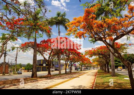 Goiânia, Goias, Brasile – 18 ottobre 2022: La navata fiammeggiante in fiore su Avenida Goiás Norte in una giornata di sole con cielo blu. (Adeen) Foto Stock