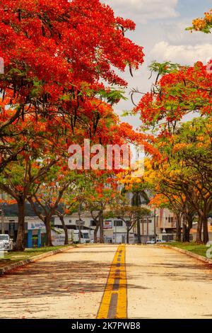 Goiânia, Goias, Brasile – 18 ottobre 2022: La navata fiammeggiante in fiore su Avenida Goiás Norte in una giornata di sole con cielo blu. (Adeen) Foto Stock