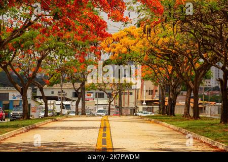 Goiânia, Goias, Brasile – 18 ottobre 2022: La navata fiammeggiante in fiore su Avenida Goiás Norte in una giornata di sole con cielo blu. (Adeen) Foto Stock