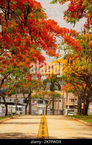 Goiânia, Goias, Brasile – 18 ottobre 2022: La navata fiammeggiante in fiore su Avenida Goiás Norte in una giornata di sole con cielo blu. (Adeen) Foto Stock