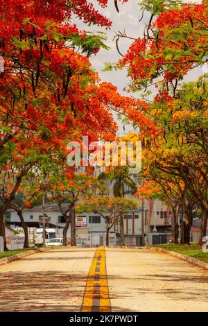 Goiânia, Goias, Brasile – 18 ottobre 2022: La navata fiammeggiante in fiore su Avenida Goiás Norte in una giornata di sole con cielo blu. (Adeen) Foto Stock