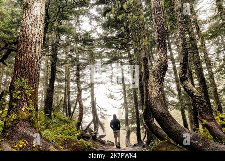 Escursionista su Alpine Loop Trail attraverso la bella foresta pluviale temperata - Monte Roberts - Juneau, Alaska, USA Foto Stock