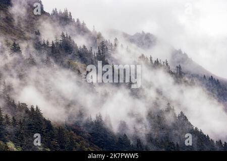 Scenario della foresta di nebbia - Juneau, Alaska, USA Foto Stock