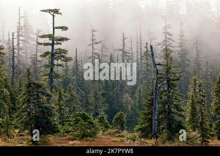 Sentiero naturalistico a Icy Strait Point, Hoonah, Alaska, USA Foto Stock