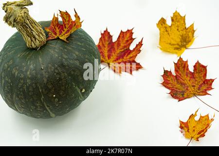 Zucca verde decorata con foglie d'acero rosse e gialle. Thanksgiving e halloween concetto. Foto Stock