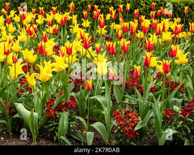 Fiorito giardino colorato contenente tulipani misti e fiori da parete Foto Stock