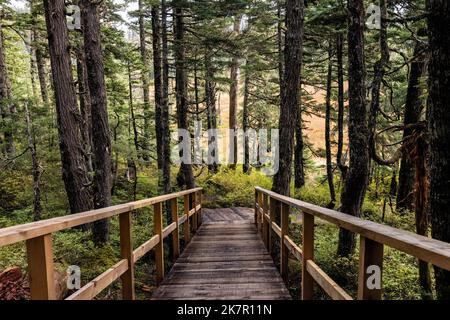 Passeggiata sul sentiero naturalistico attraverso la vecchia foresta in crescita a Icy Strait Point, Hoonah, Alaska, USA Foto Stock