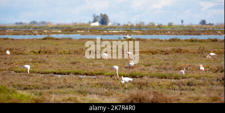 Gruppo di fenicotteri nel Parco Naturale del Delta dell'Ebro, Spagna Foto Stock