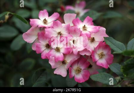 PRIMO PIANO DI ROSE ROSA E BIANCA "BALLERINA IBRIDA MUSK" ROSA. Foto Stock