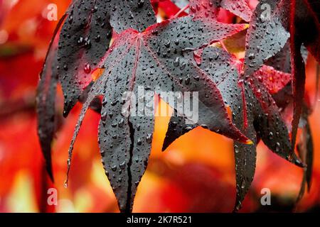 Liquidambar styraciflua foglie primo piano gocce di foglie gomme dolci gocce d'acqua autunnali gocce di pioggia gocce d'acqua Liquidambar styraciflua Lane Roberts Sweetgum Foto Stock