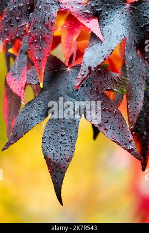 Foglie nere gocce di pioggia, scuro, foglie, Sweetgum Autunno Liquidambar 'Lane Roberts' Foto Stock